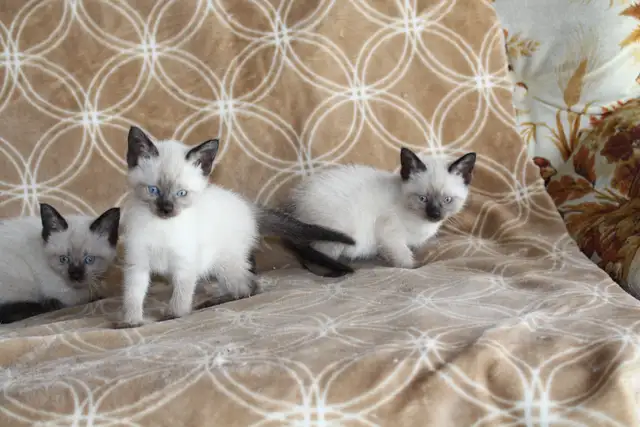 Purebred Applehead Siamese Kittens - Photo 2