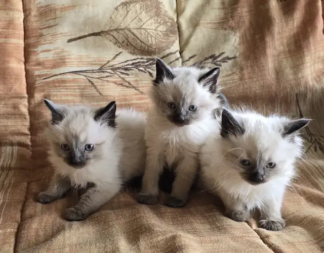 Purebred Applehead Siamese Kittens - Photo 3