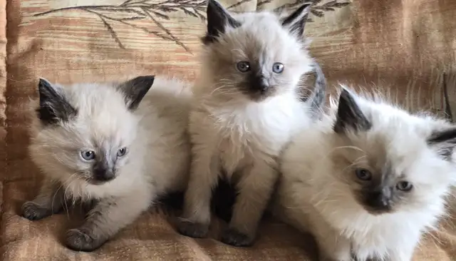 Purebred Applehead Siamese Kittens - Photo 4