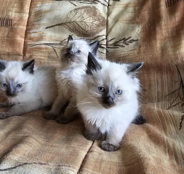 Purebred Applehead Siamese Kittens - Photo 5