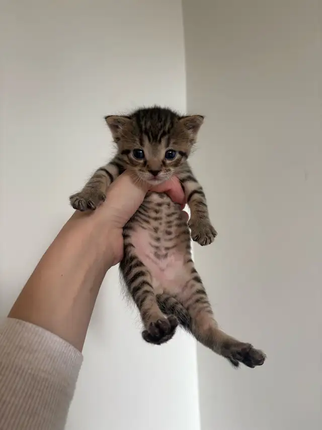 beautiful kittens for sale