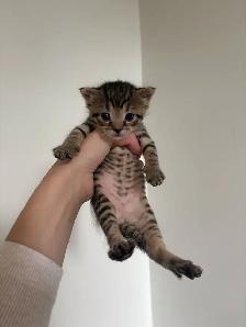 beautiful kittens for sale