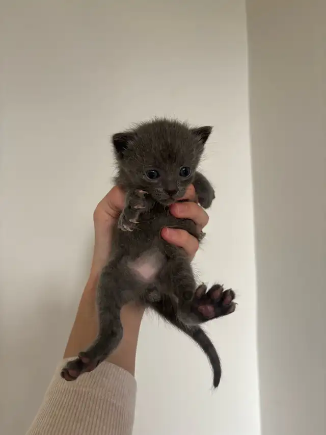 beautiful kittens for sale - Photo 2