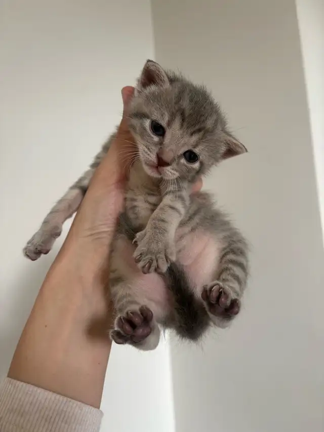 beautiful kittens for sale - Photo 3