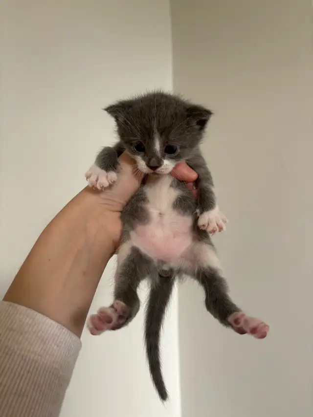 beautiful kittens for sale - Photo 4