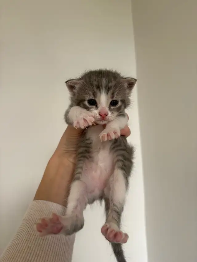 beautiful kittens for sale - Photo 5