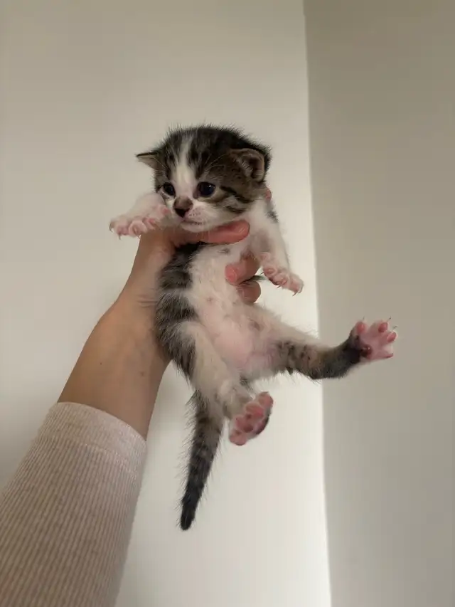 beautiful kittens for sale - Photo 6