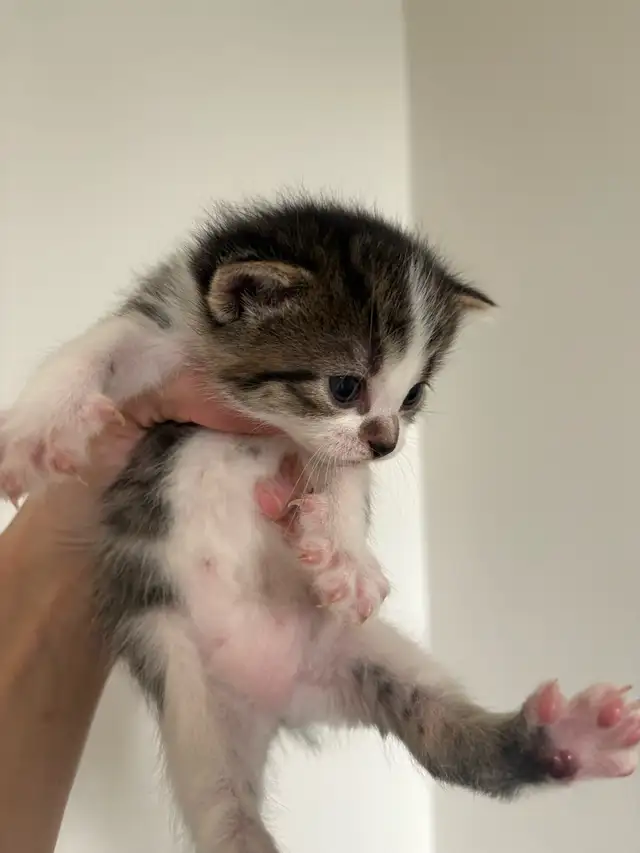 beautiful kittens for sale - Photo 7