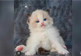 GORGEOUS BABY BICOLOR RAHDOLLS AVAILABLE!!