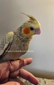 Female Cockatiel Baby
