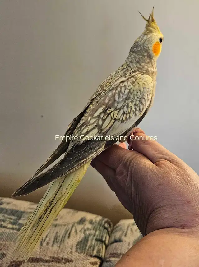 Female Cockatiel Baby - Photo 2