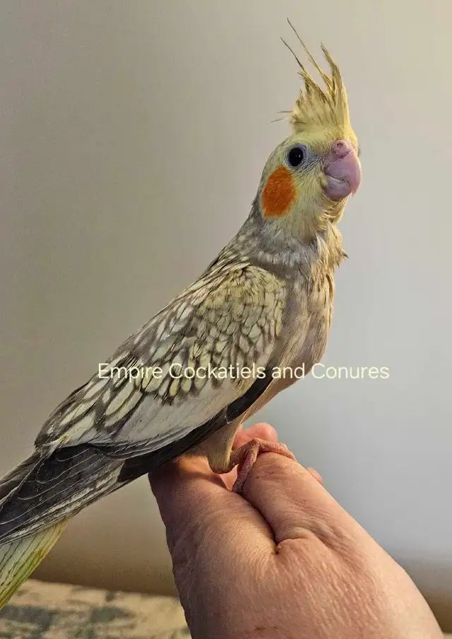 Female Cockatiel Baby - Photo 3