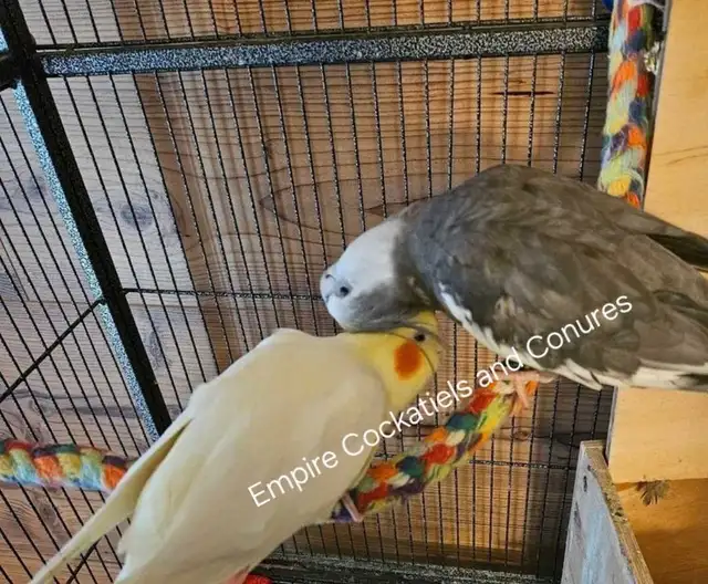Female Cockatiel Baby - Photo 4