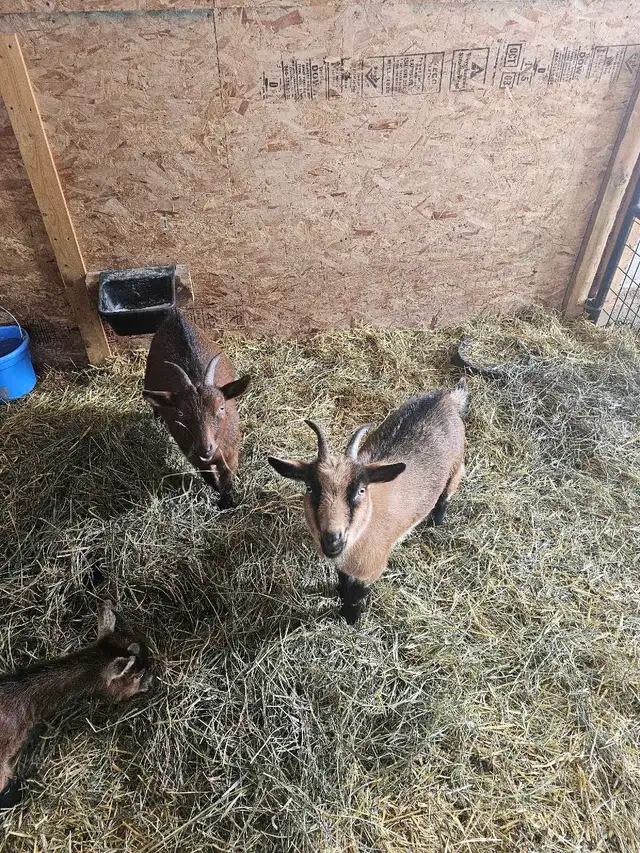 Nigerian Dwarf Goats