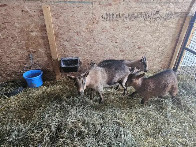 Nigerian Dwarf Goats - Photo 2