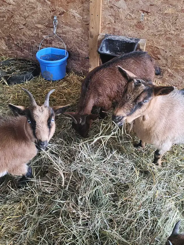 Nigerian Dwarf Goats - Photo 3