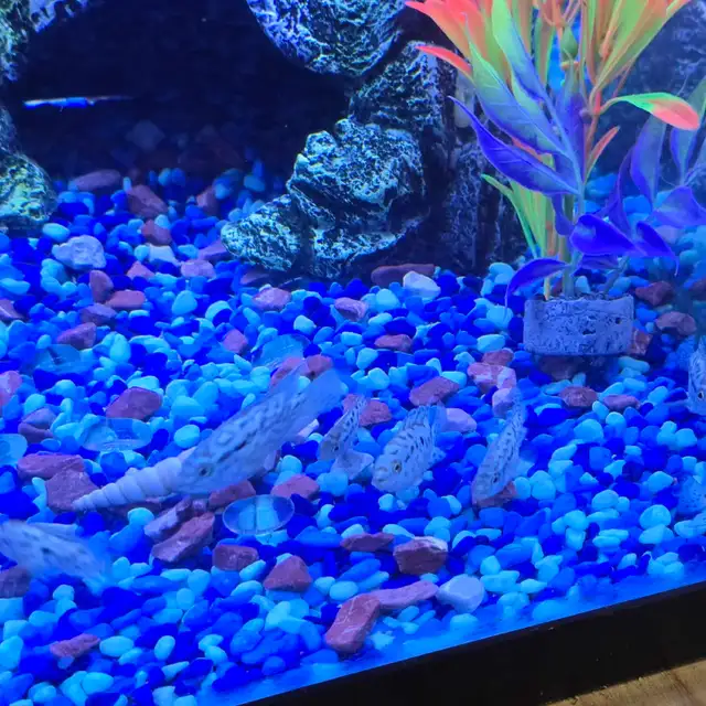 Jack Dempsy poissons