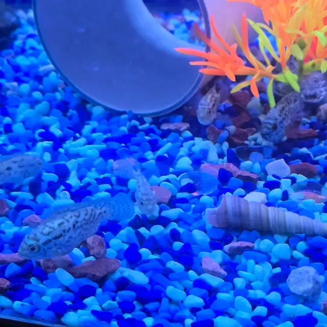 Jack Dempsy poissons - Photo 2