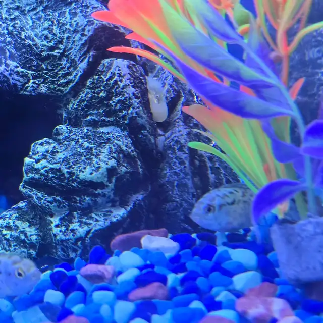 Jack Dempsy poissons - Photo 3