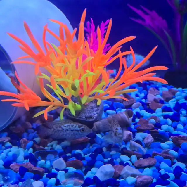 Jack Dempsy poissons - Photo 4