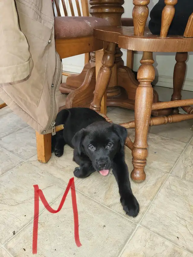 Puppies for sell - Photo 2