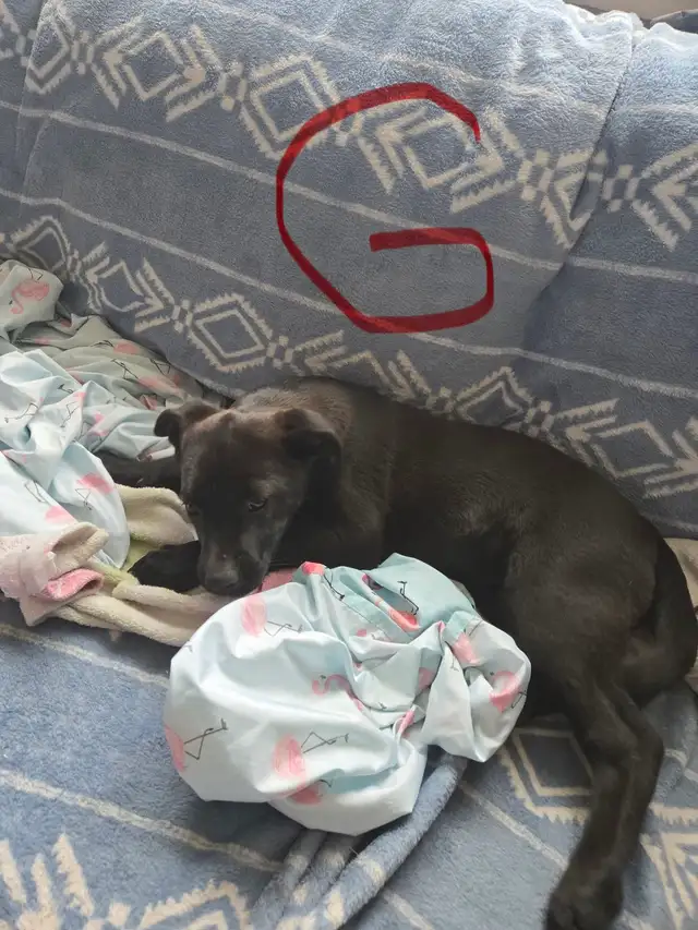 Puppies for sell - Photo 3