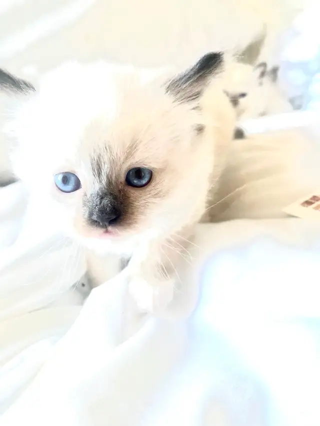 BEAUTIFUL BABY BICOLOR RAGDOLLS AVAILABLE!! - Photo 4
