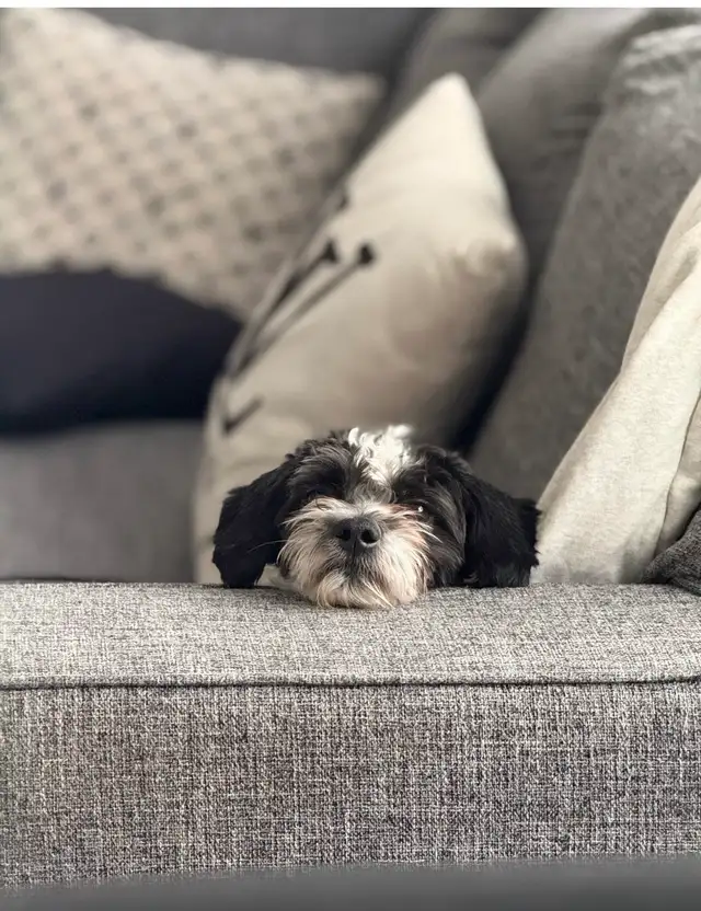 DOG for FREE - Photo 2