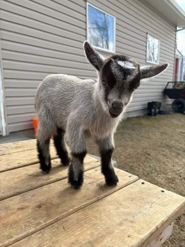 Nigerian Dwarf Goat