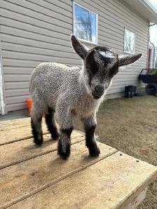Nigerian Dwarf Goat