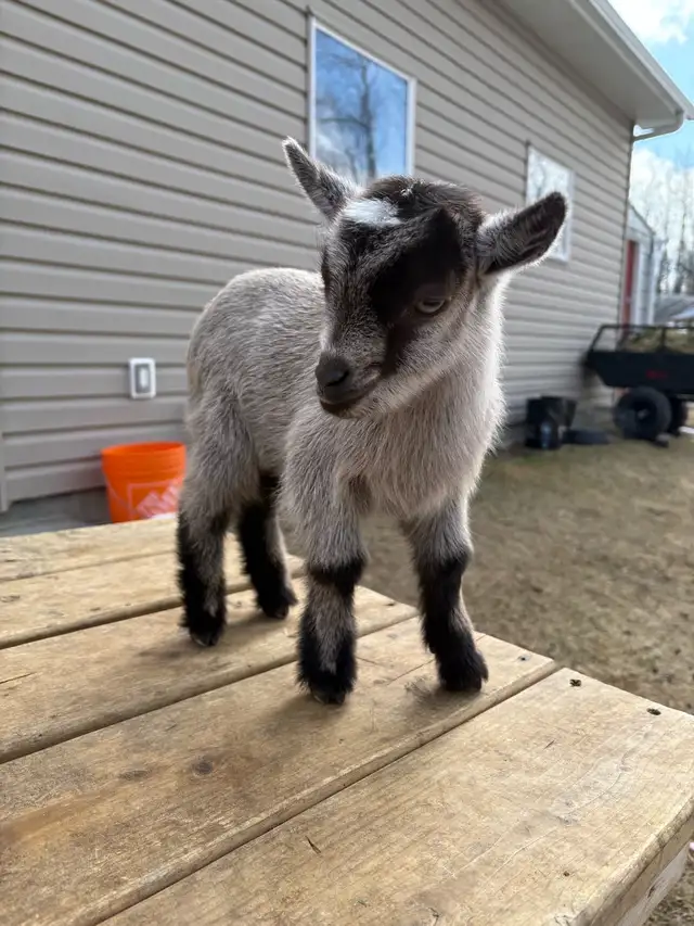 Nigerian Dwarf Goat - Photo 2