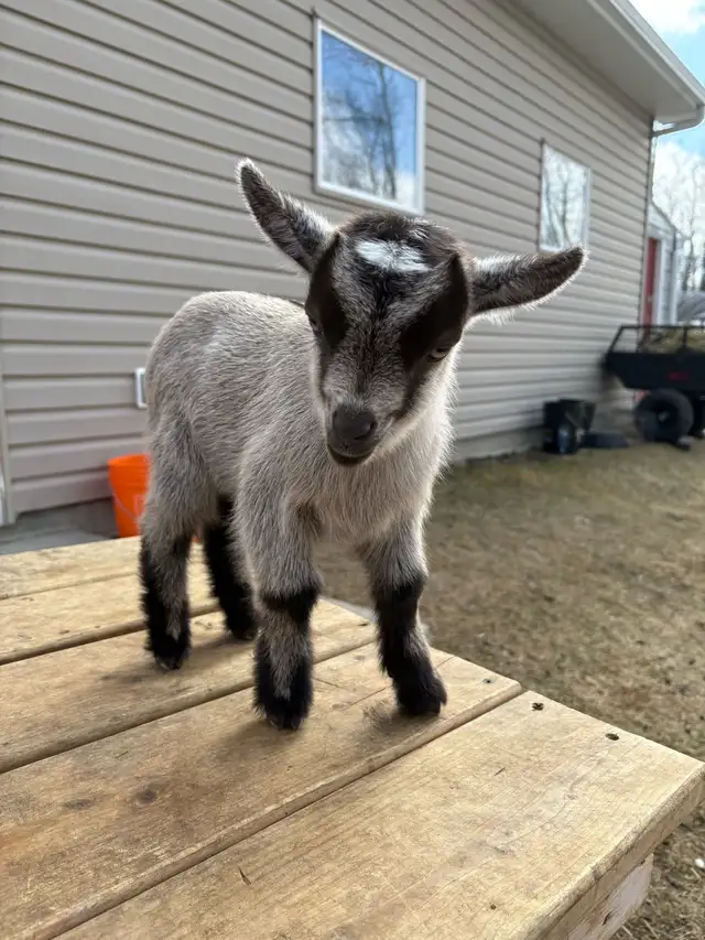 Nigerian Dwarf Goat - Photo 3