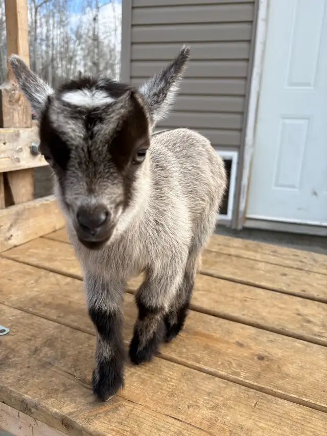 Nigerian Dwarf Goat - Photo 4