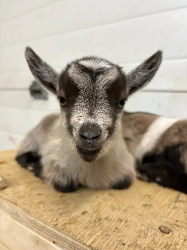 Nigerian Dwarf Goat - Photo 5