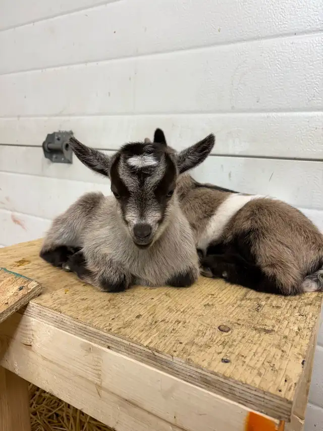 Nigerian Dwarf Goat - Photo 6