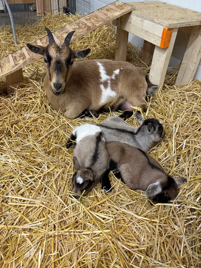 Nigerian Dwarf Goat - Photo 7