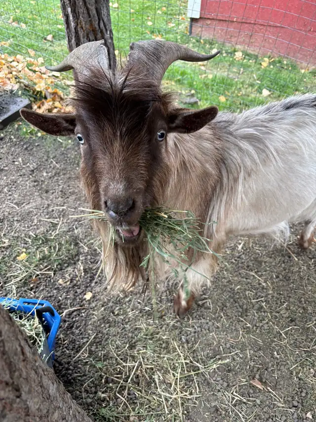 Nigerian Dwarf Goat - Photo 9