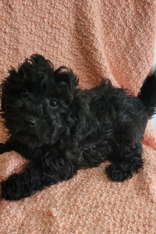 Shihpoo puppies - Photo 2