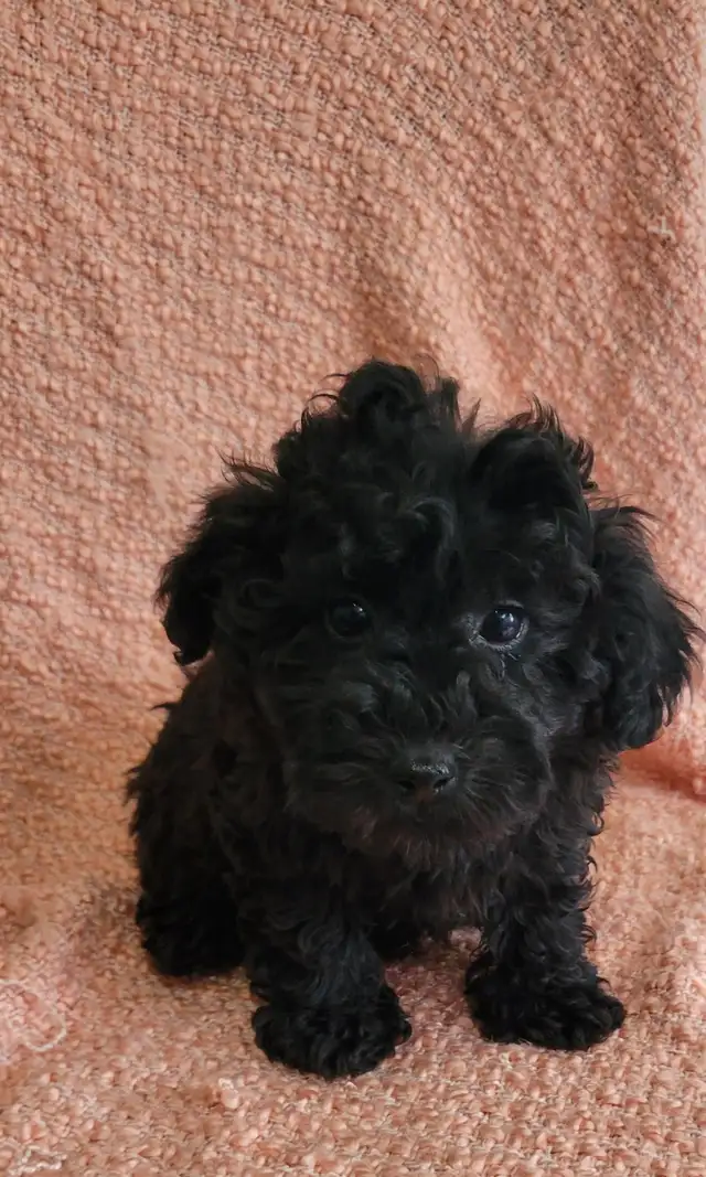 Shihpoo puppies - Photo 3