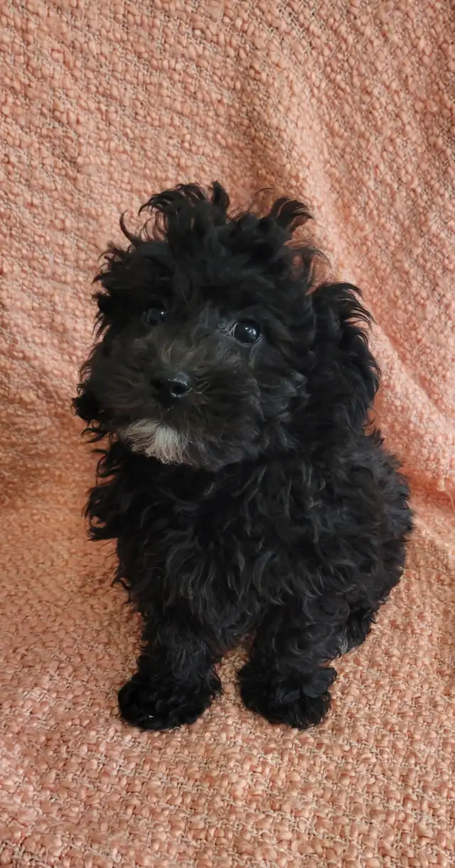 Shihpoo puppies - Photo 4