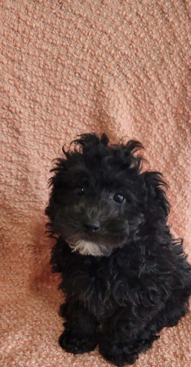 Shihpoo puppies - Photo 5