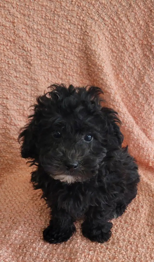 Shihpoo puppies - Photo 6