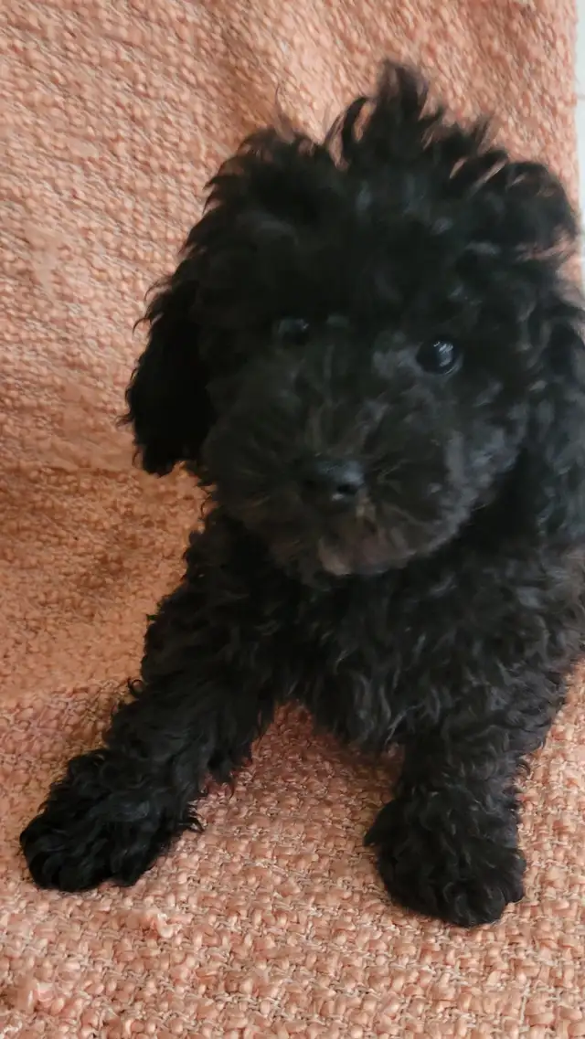 Shihpoo puppies - Photo 7