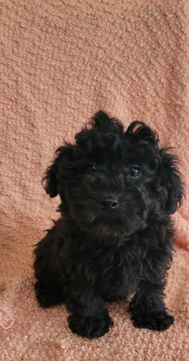 Shihpoo puppies - Photo 8