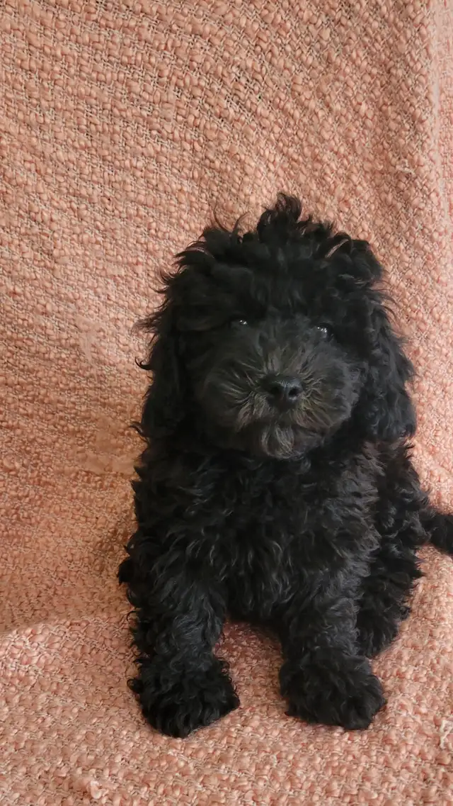 Shihpoo puppies - Photo 9