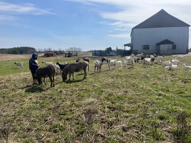miniature male donkey