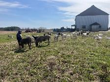miniature male donkey