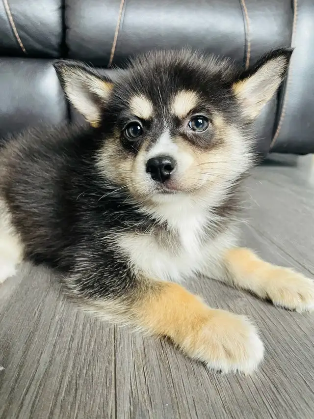 My name is Ronie Puppy Pomsky