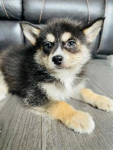 My name is Ronie Puppy Pomsky