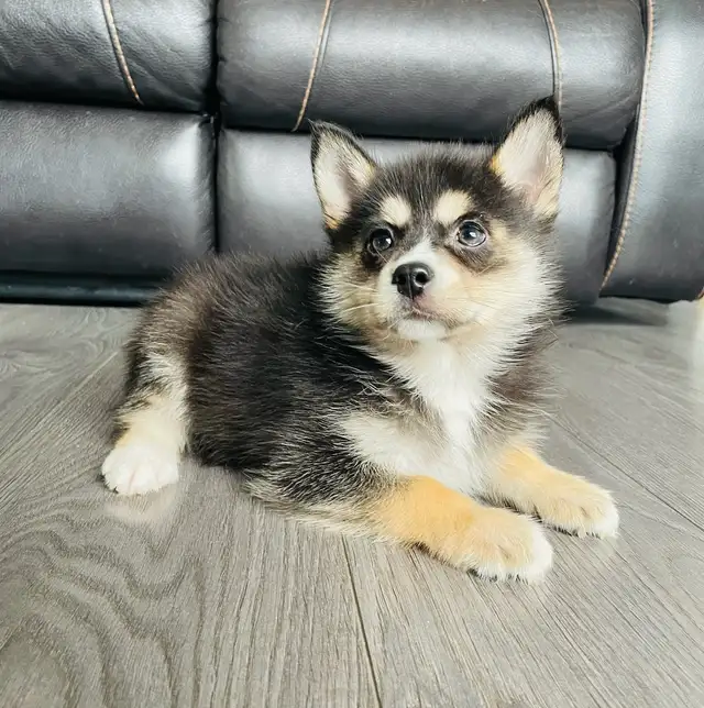 My name is Ronie Puppy Pomsky - Photo 2